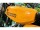 Transparente Simson S50B Aufkleber IFA electronic Tank Seitendeckel Hell Premium